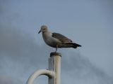 Juvenile Gull Juvenile Gull